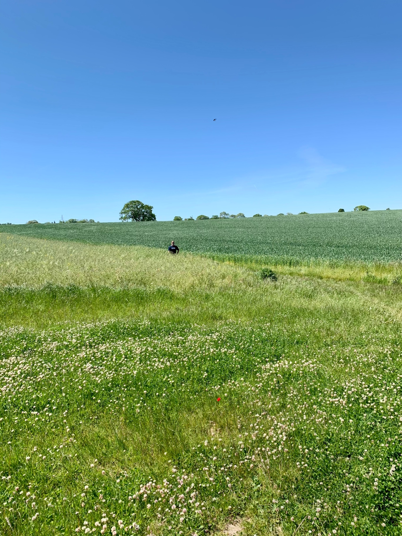 Person im grünen Feld